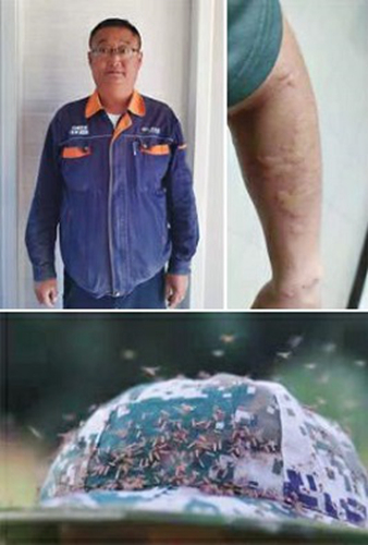 “蚊虫聚集地”的网络守护者