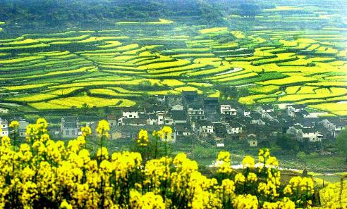 百花丛中，一抹夺目艳丽的“映山红”正在盛开