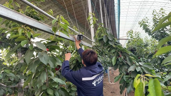 人间四月芳菲尽，樱桃红时醉春深